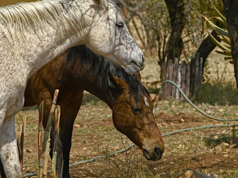 Amani Lodge, Horse